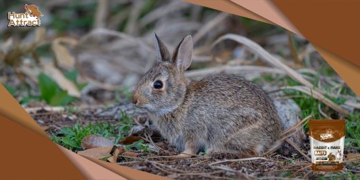 Quais são os principais ingredientes de um bom atrativo para coelhos?