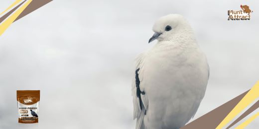 Como atrair um pombo?