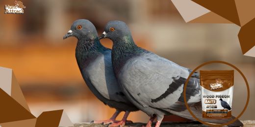 Como os atrativos para pombos podem ajudar a atrair pombos?