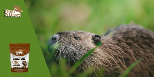 Que isca para atrair o coypu?